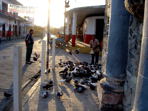 Feed the birds...